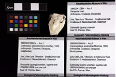 Foto (Objket + Etiketten) von Cracensigillatus acutirostris (Moericke, 1889) 